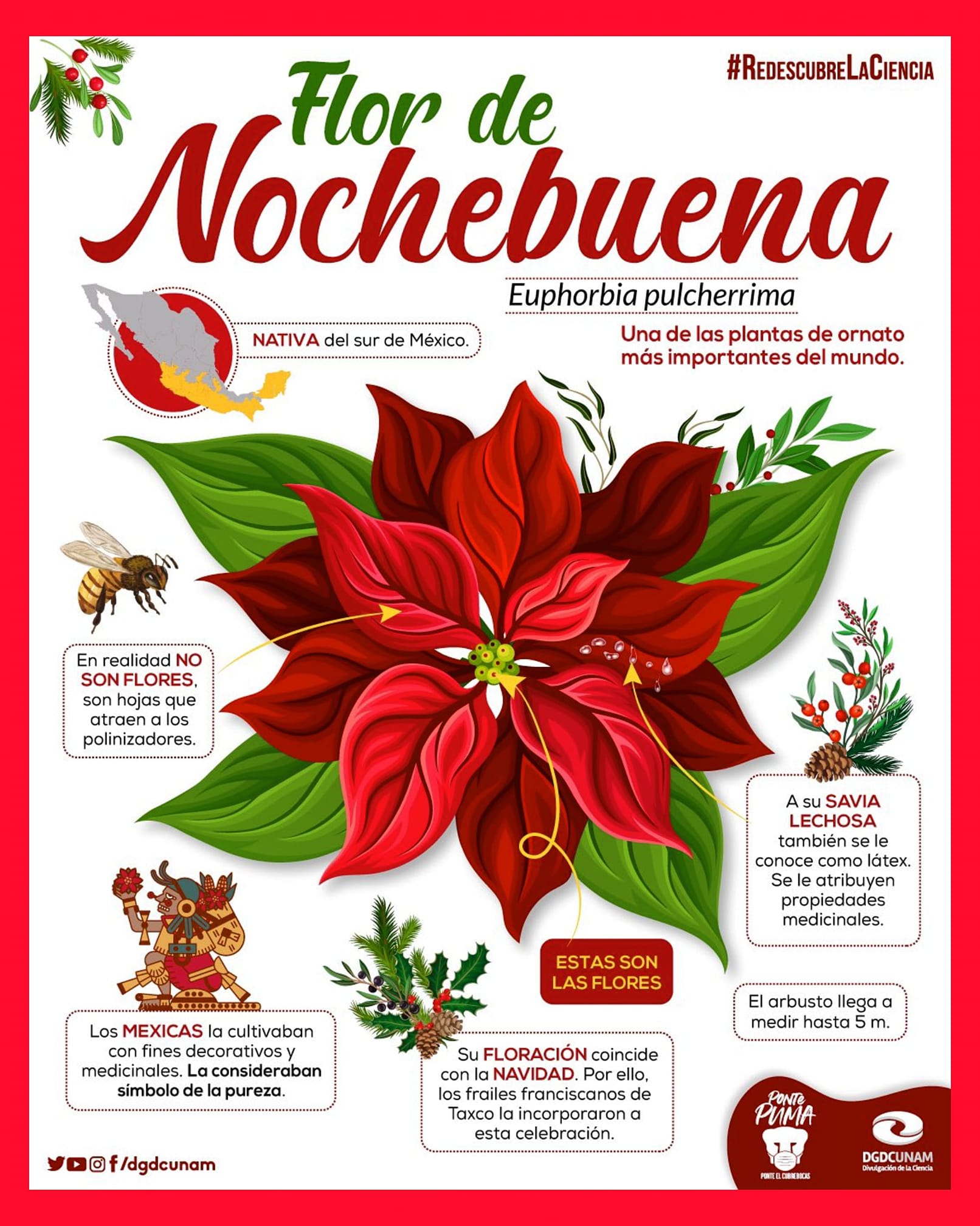 SI, somos UNAM - #Hoy es el #DíaNacionaldelaNochebuena Euphorbia ...
