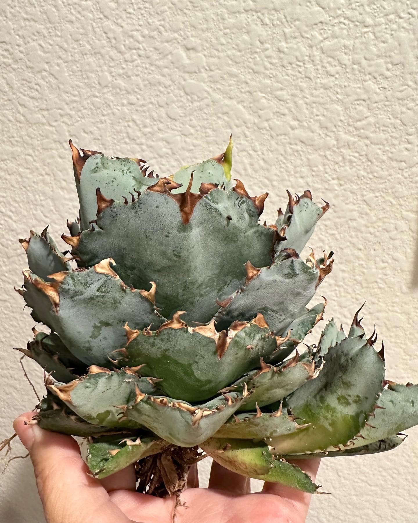 Agave utahensis eborispina x titanota 'Black and Blue'