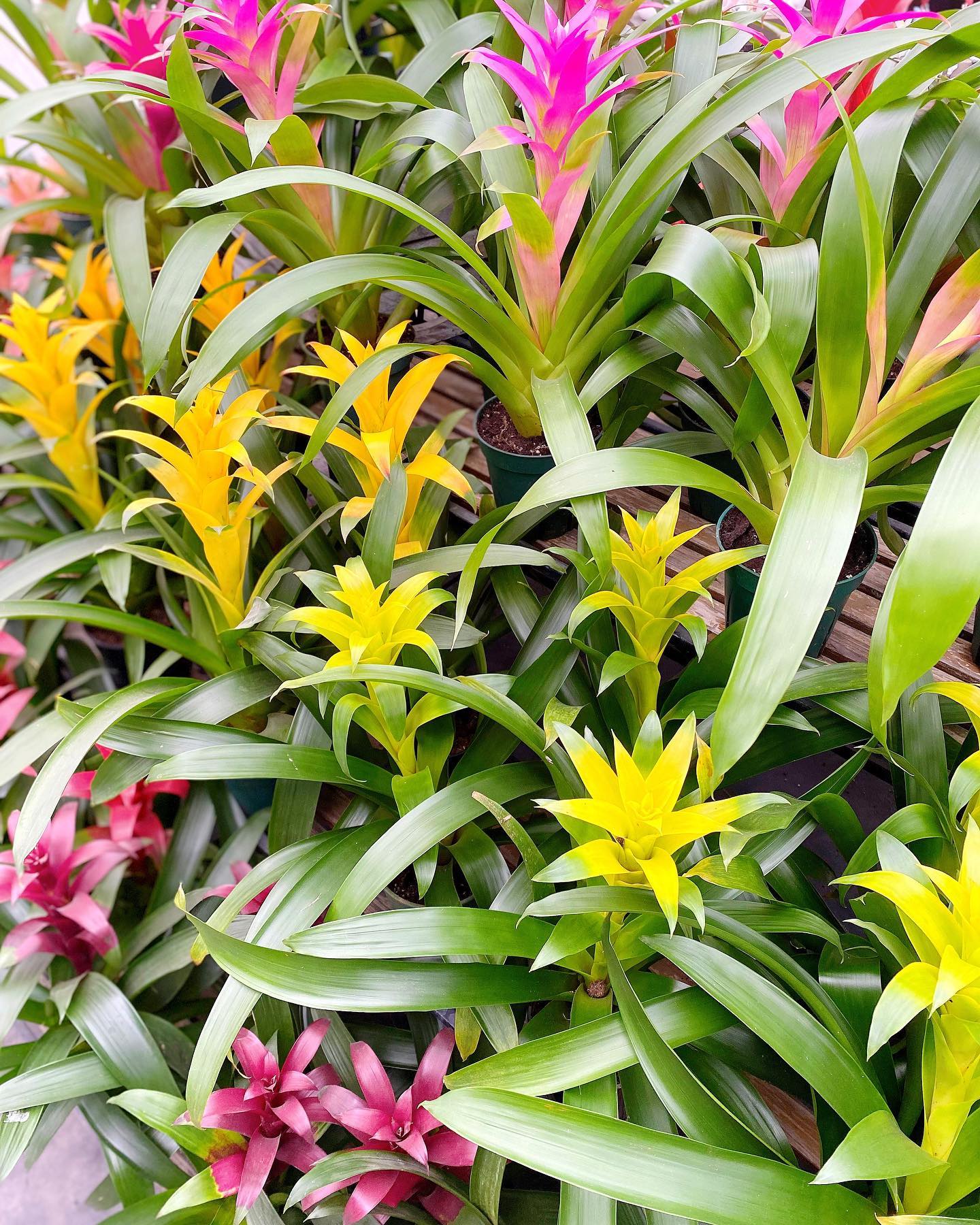 This past weekend we... - The Watering Can Flower Market | Facebook