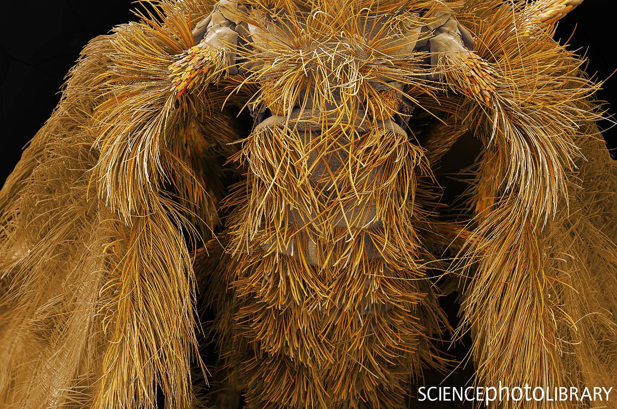 Science - Ever wondered what the hairy abdomen of a sewer fly looks ...