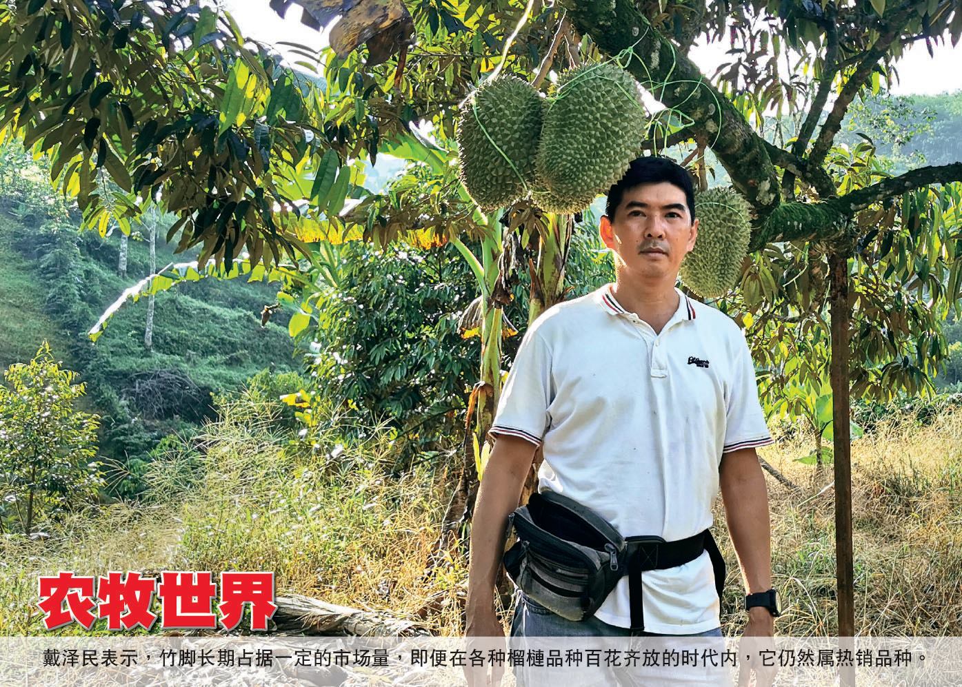 农牧世界 Agroworld - 懶生竹腳迎來豐收 每株老樹掛果200粒...