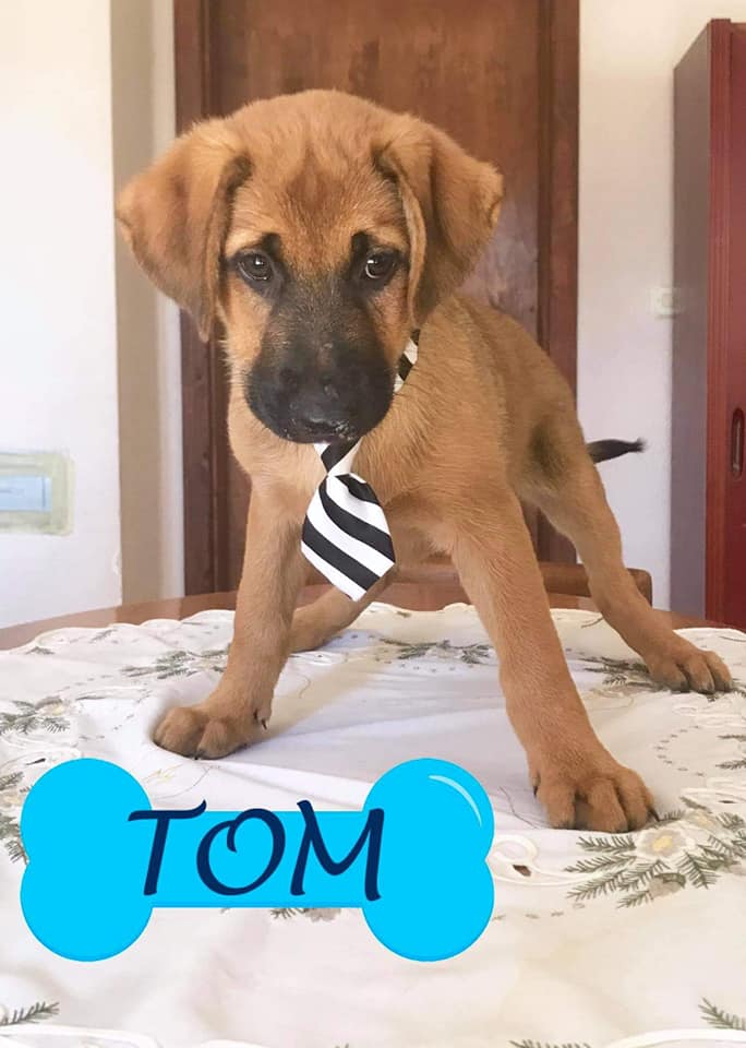 DMD just drop the official mascot of Thomas and Kong Let's meet Mr