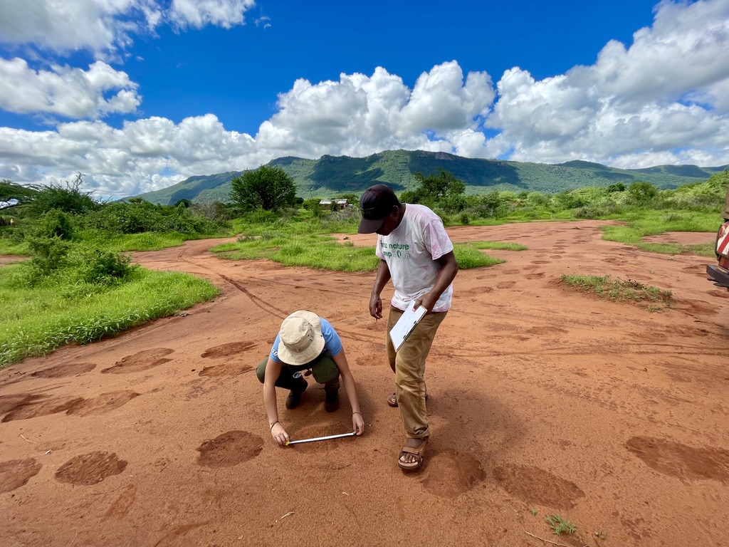 Save the Elephants - Researchers using satellite imagery have ...