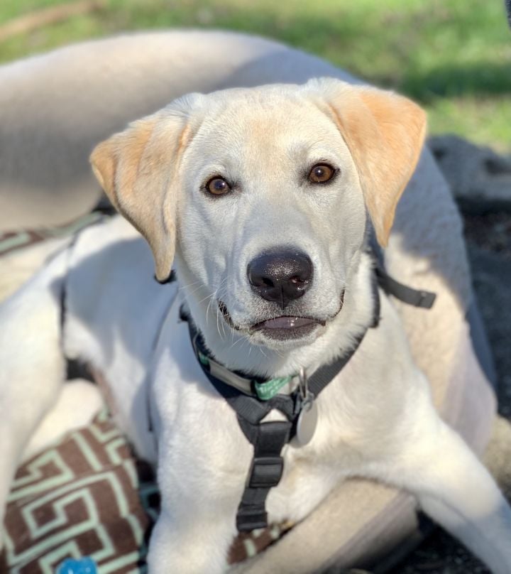 Brookline Labrador... - Brookline Labrador Retriever Rescue