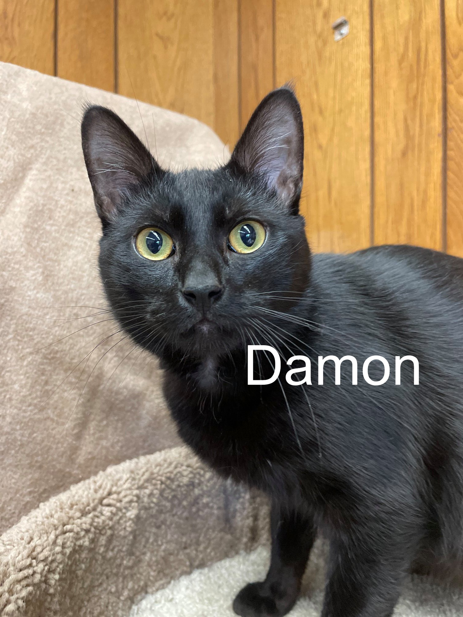 Why adopt a black cat this Black History Month