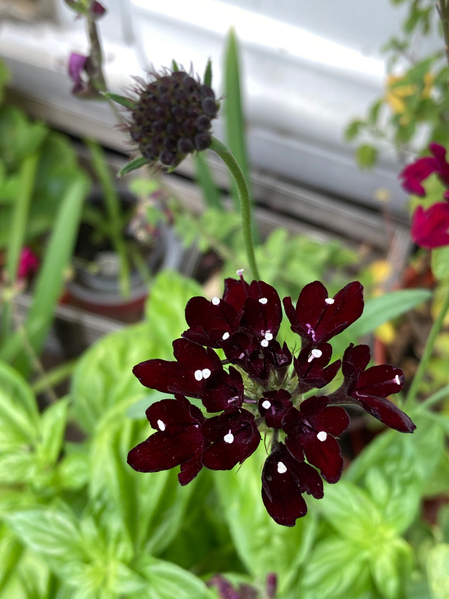 Dark Knight scabiosa flower grows in high temperatures and clay soil