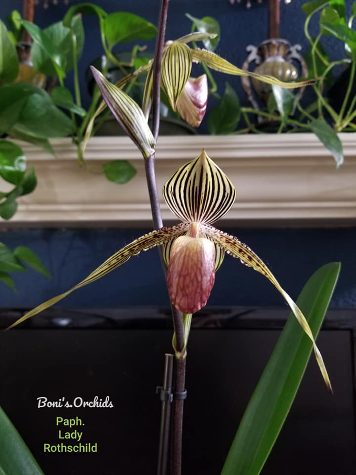 Another rothschildianum, first time to bloom with 4 flowers