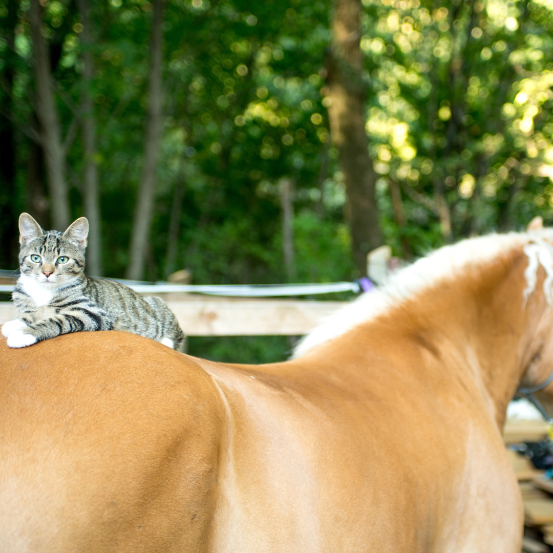 Horses and Cats Best friends 🐈🐎