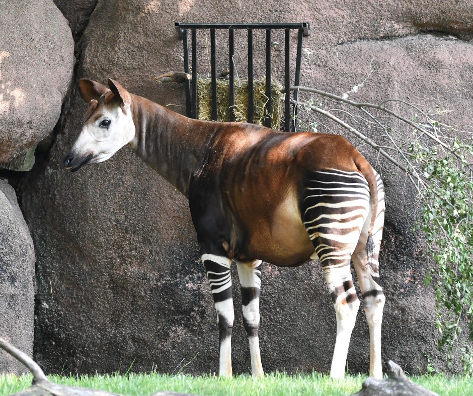 オカピ様 Saint - This Species Spotlight is AOKapi with us! Name: Okapi