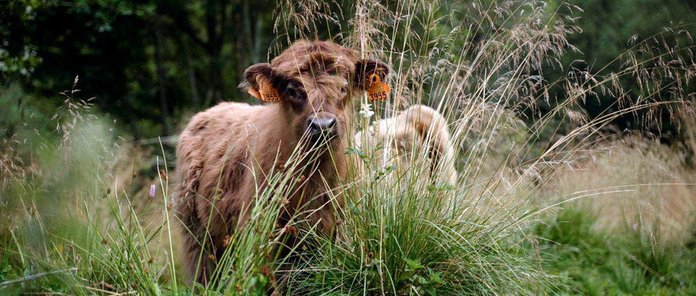 La ferme des trois pommiers | Petit-Thier