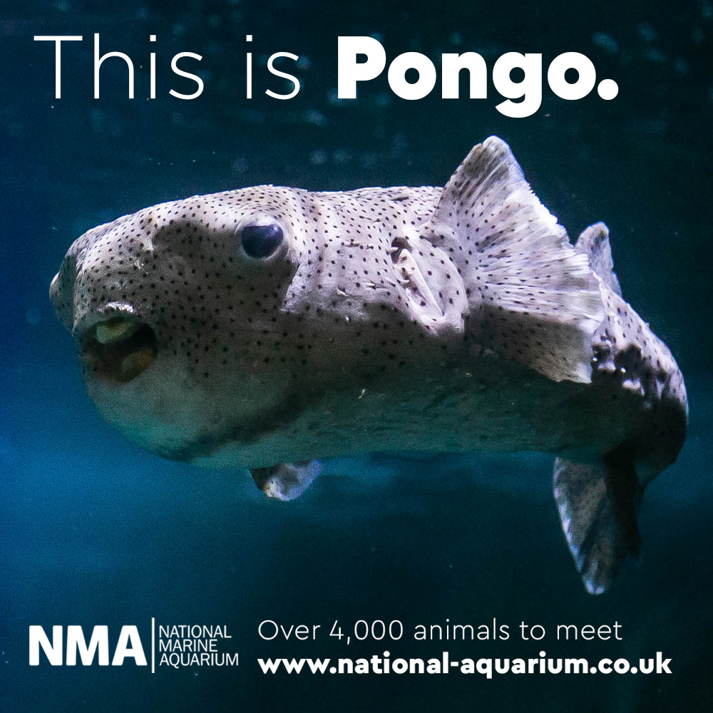 Meet Pongo our Spot-fin... - National Marine Aquarium