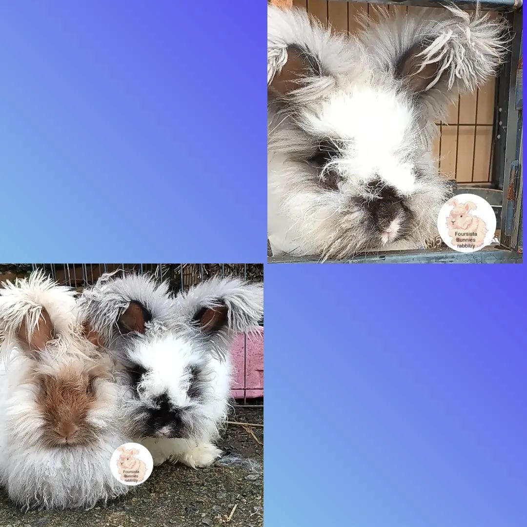 💙 Love vibes... - Foursista Bunnies - English Angora rabbits | Facebook