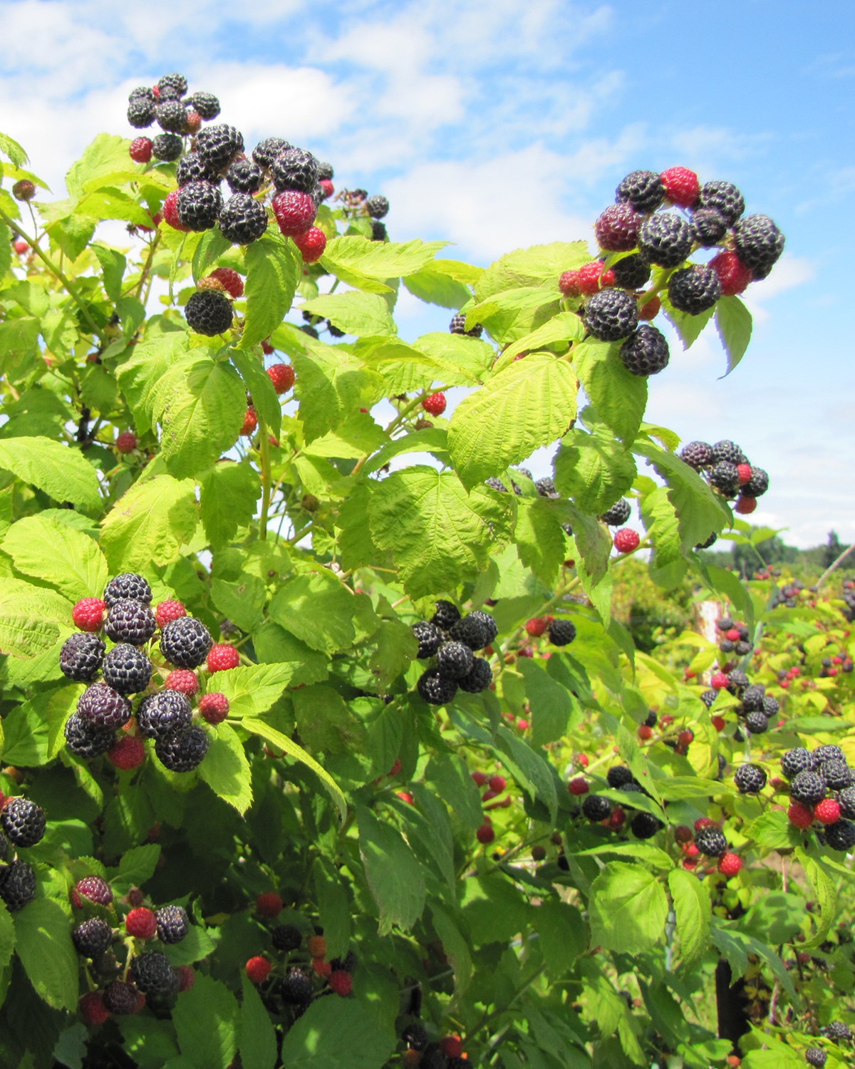 Black... - Oregon Raspberry and Blackberry Commission