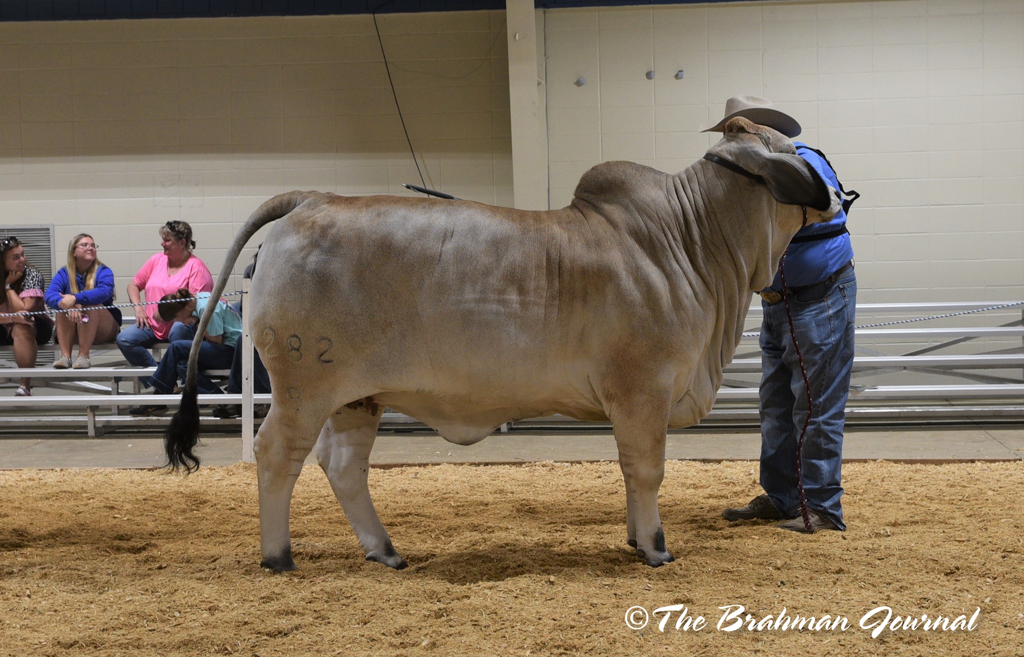 V8 Ranch - Congratulations Razorback Farm! Grand Champion...