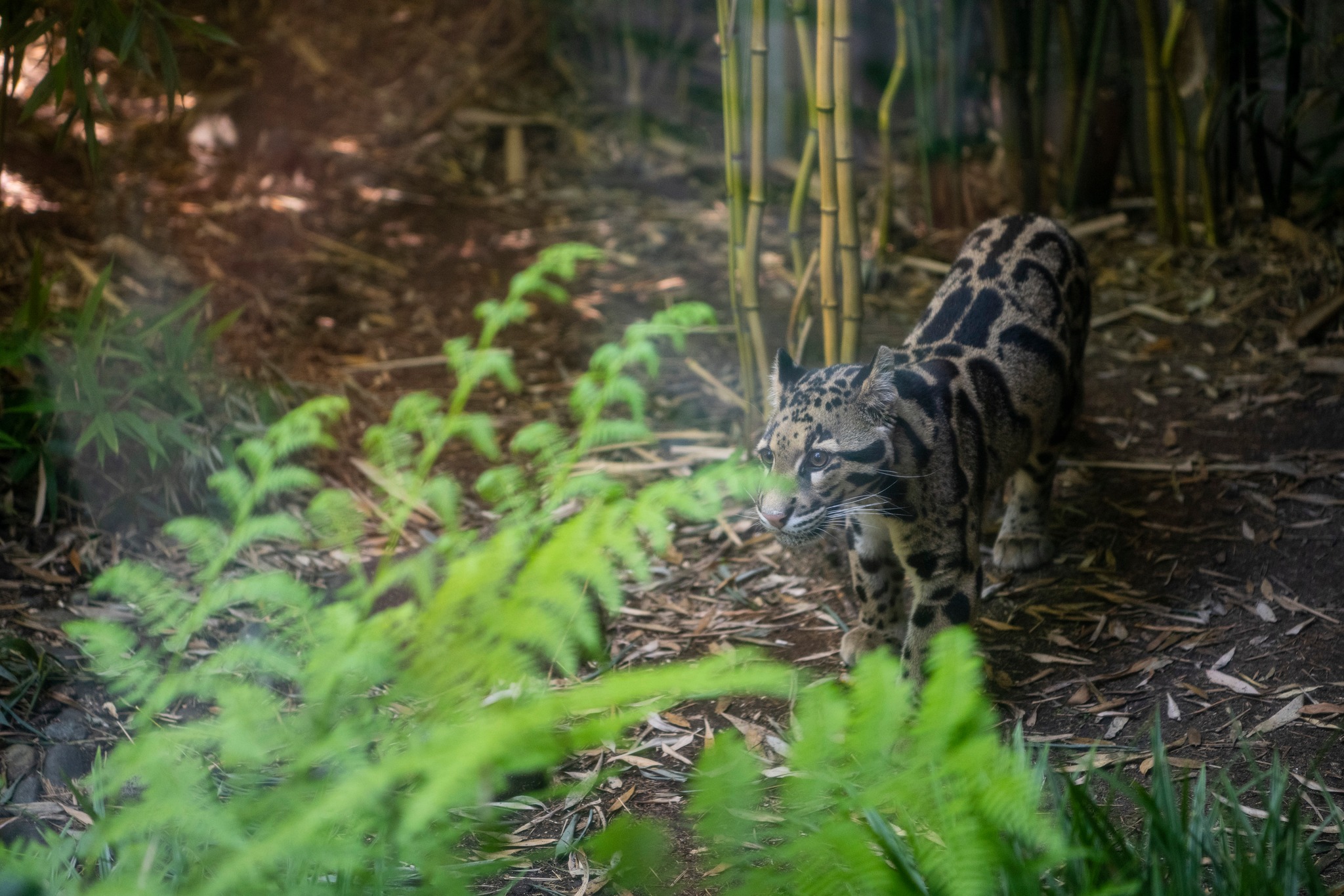 11-month-old clouded... - Point Defiance Zoo & Aquarium | Facebook