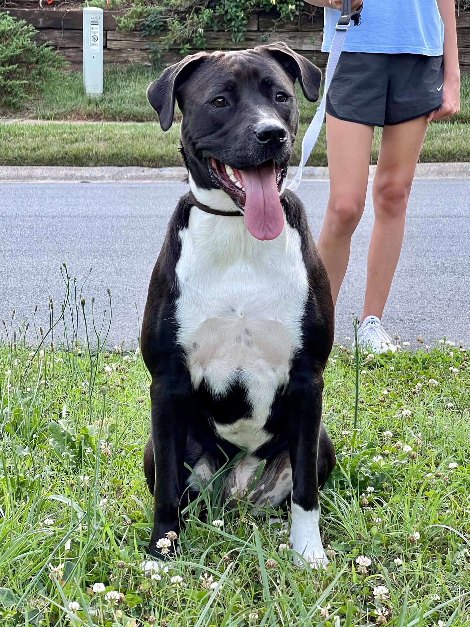 Atlanta Boxer Rescue - ADOPTED! Sienna Age: 1.5 Years Old Weight: 70 ...