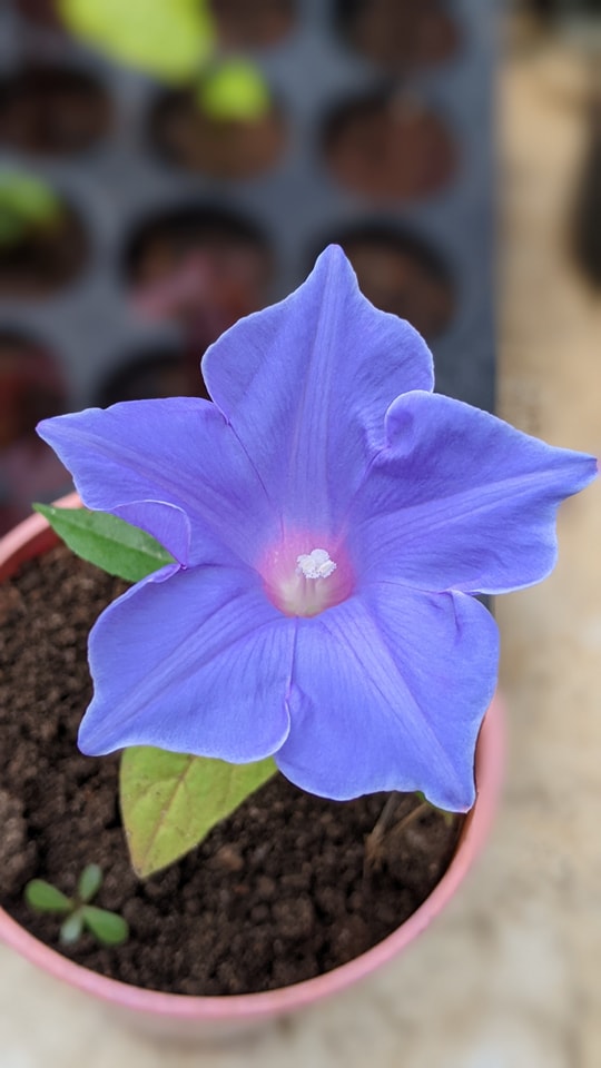 JHS Morning Glory clone with Waza color scheme