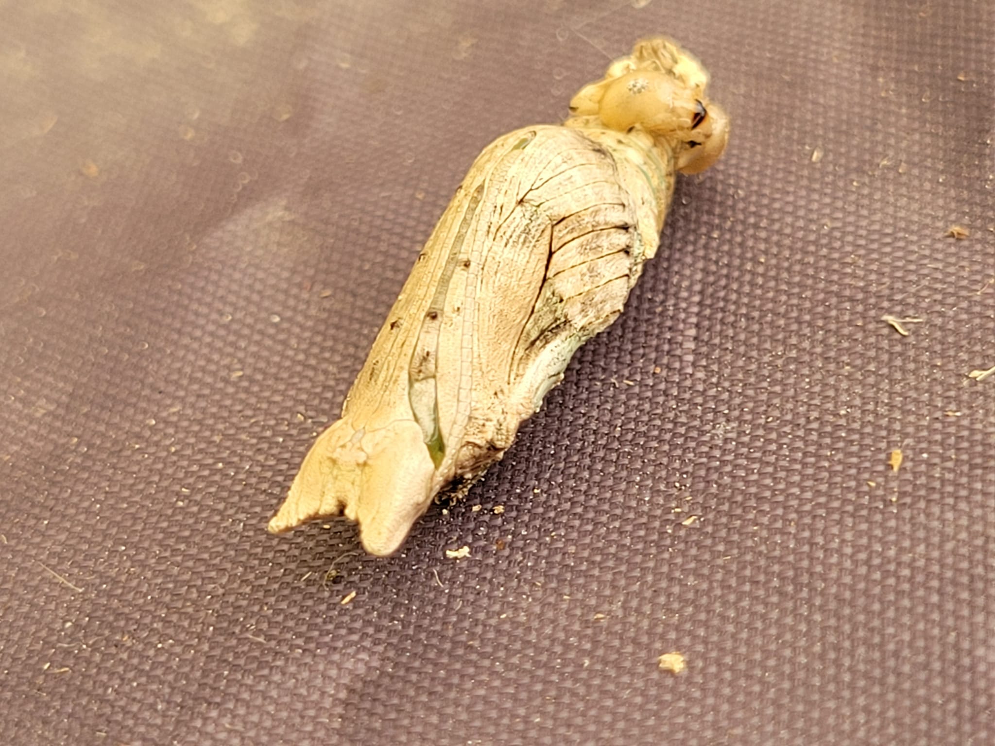 What's happening with the butterfly pupa in Okinawa, Japan?