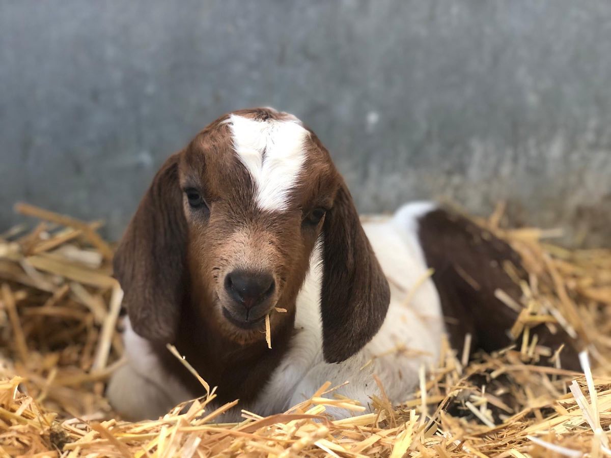 How beautiful are our latest... - Willows Activity Farm