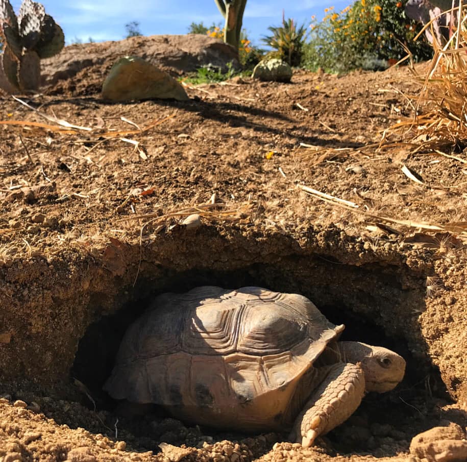 Bolson Tortoises (Gopherus... - Turtle Conservancy | Facebook