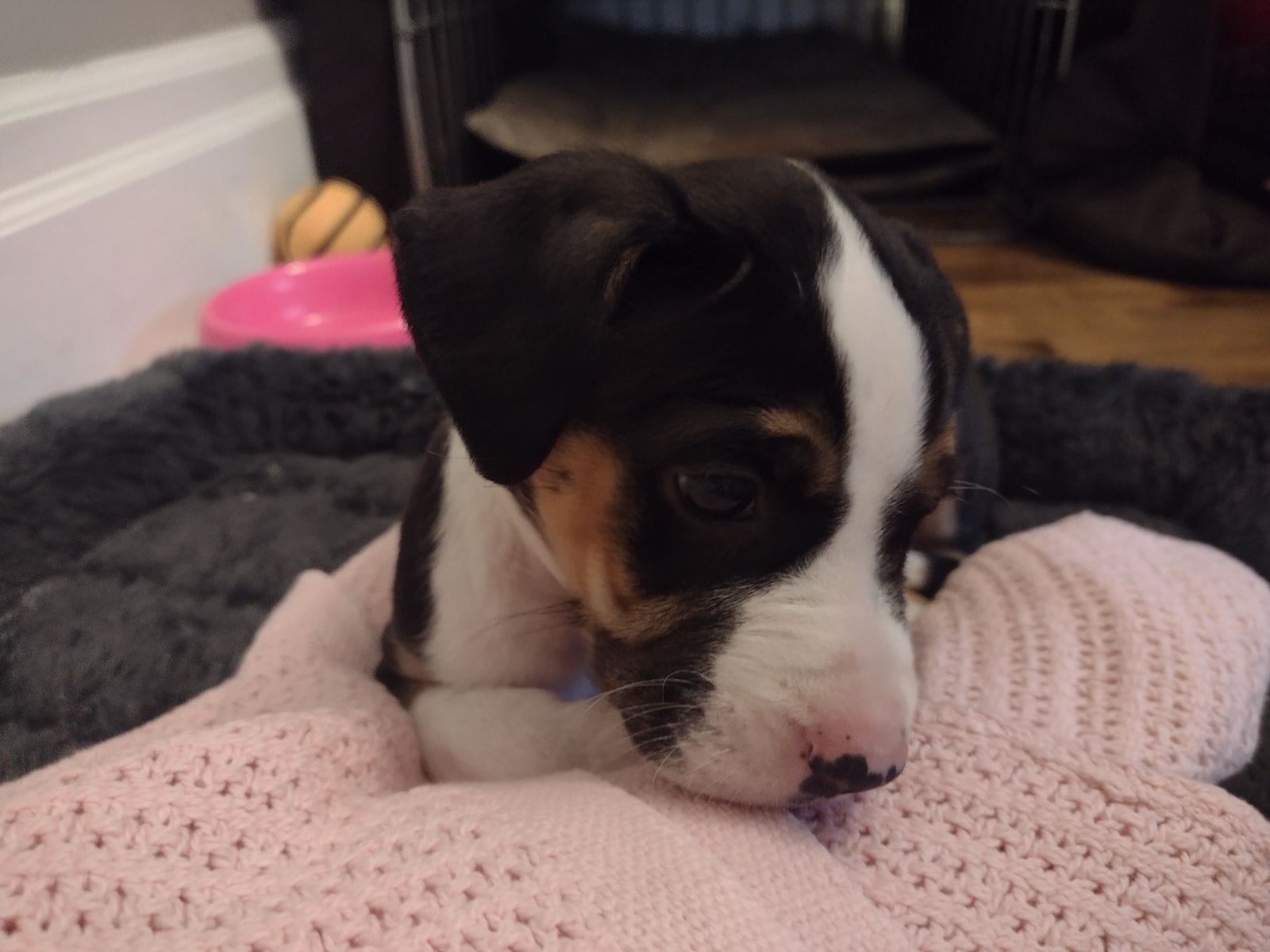 Do No Harm Dog Training | Not a training post but a sanitary question ...