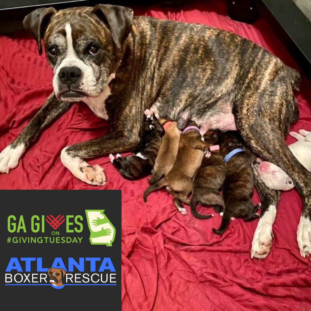 On this #GivingTuesday, we continue... - Atlanta Boxer Rescue