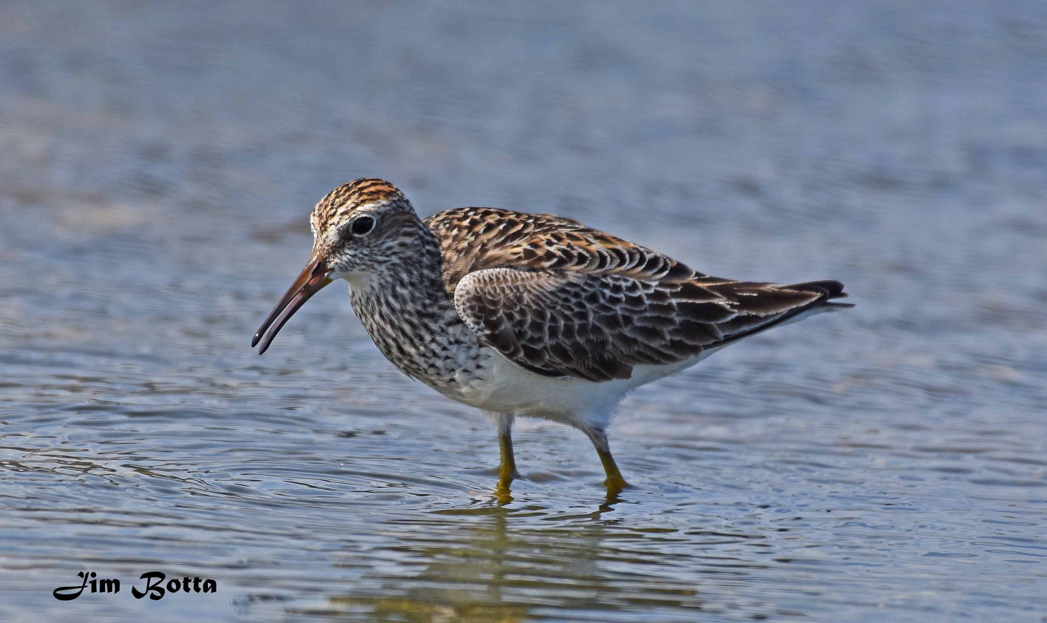 pectoral sandpiper calidris melanotos - Pectoral Sandpiper Calidris Melanotos Grabbing