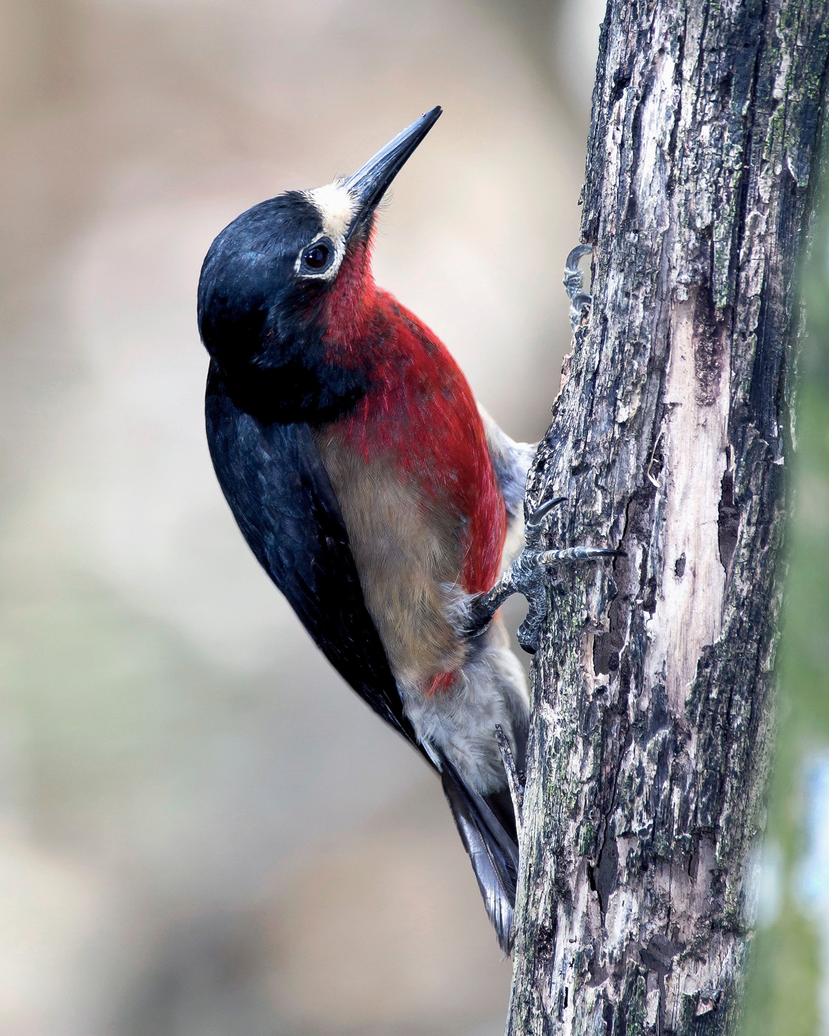 Puerto Rican Woodpecker, Carpintero De Puerto Rico Puerto, 40 OFF