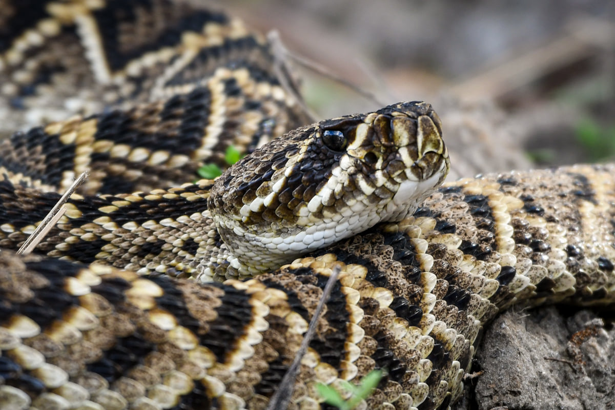 Friends - The average length of an Eastern Diamond-backed Rattlesnakes ...
