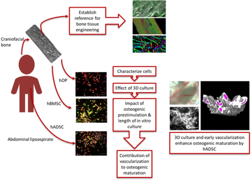 Stem Cells Portal - 3D Environment and Vascularization in Osteogenesis ...