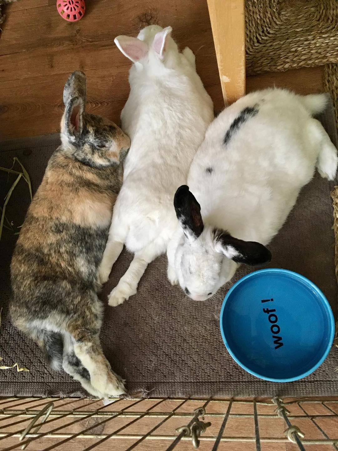 Zooh Corner Rabbit Rescue - Zooh Corner Rabbit Rescue sanctuary rabbits ...