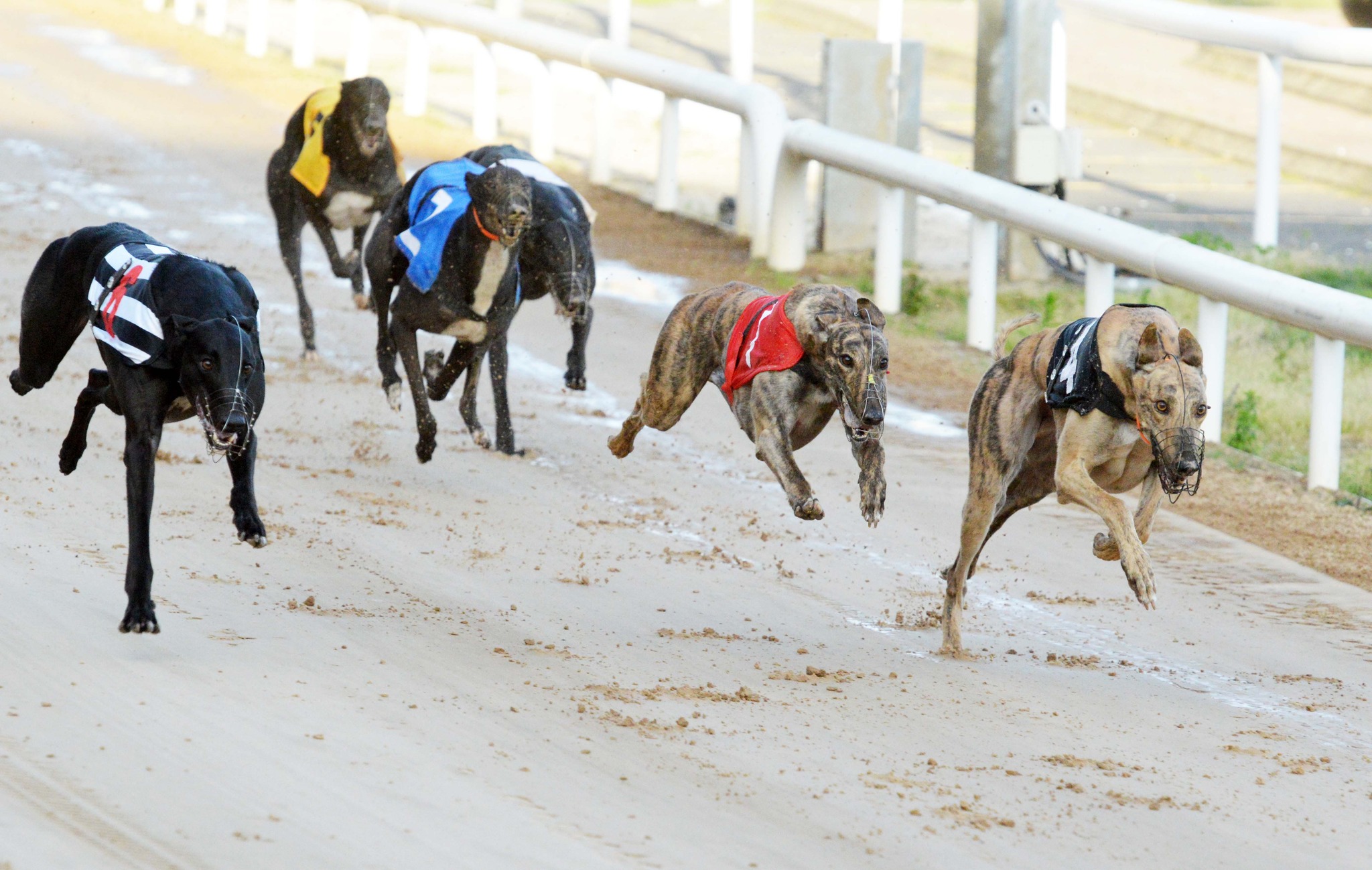 🐾 It's all about progression... - Greyhound Racing Ireland | Facebook