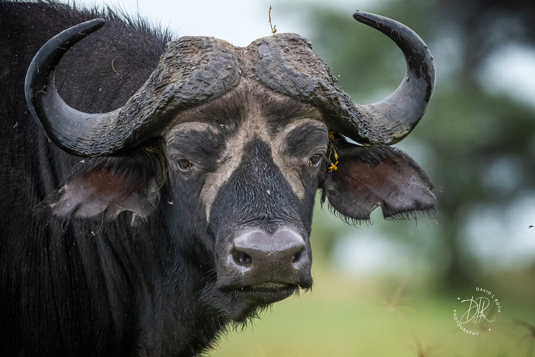 Black and white water buffalo family photo