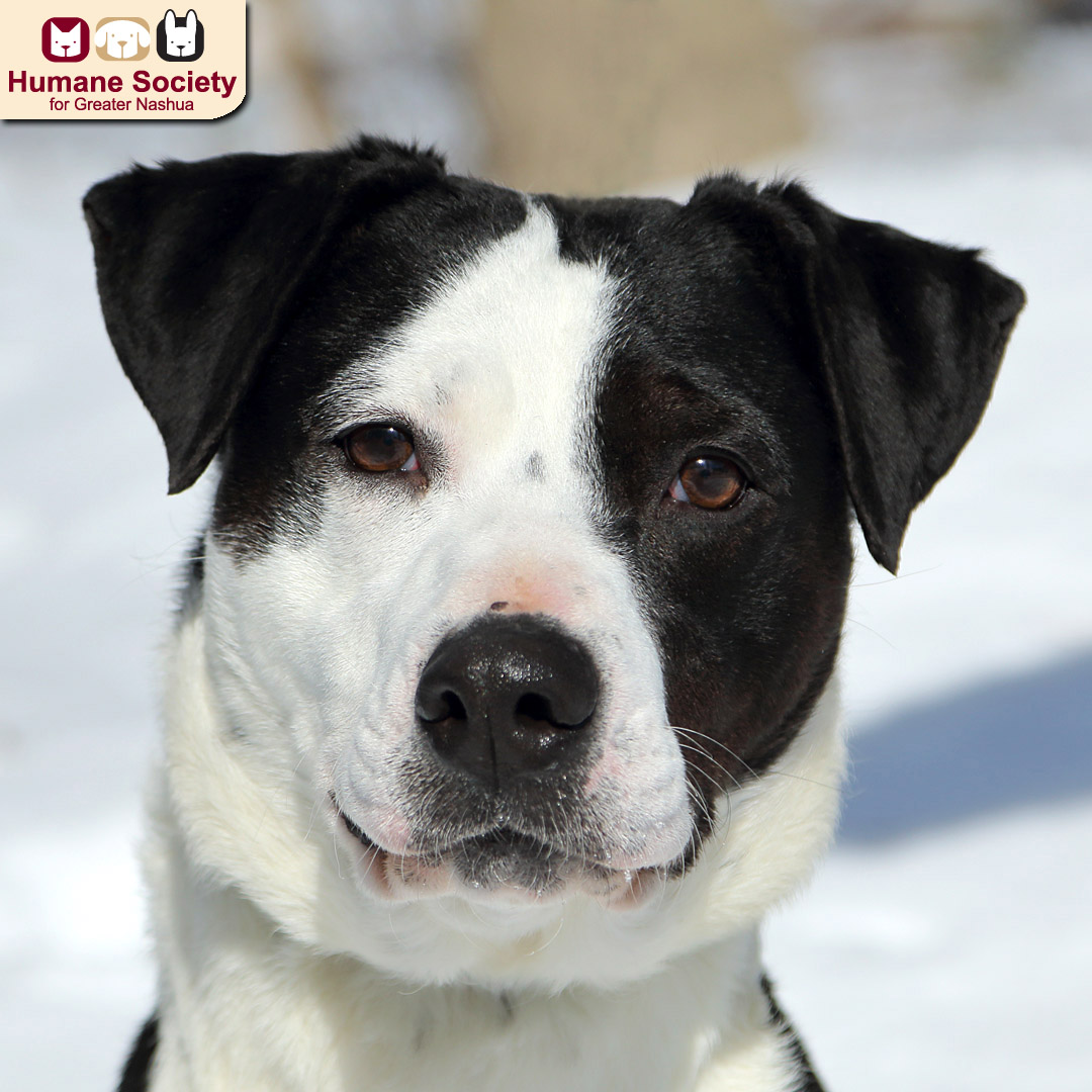 There are some very... - Humane Society for Greater Nashua