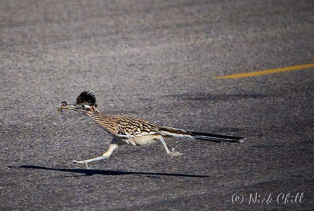Roadrunners make distinctive clicking noise in the high desert