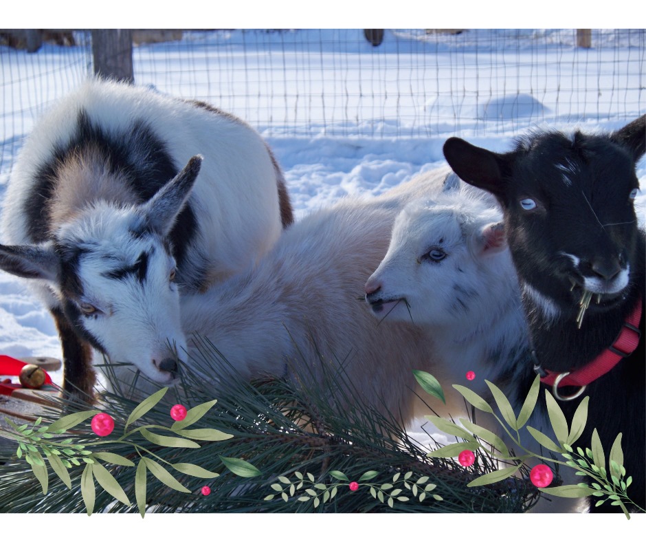 American - Winter holiday photos needed please! This photo request is ...