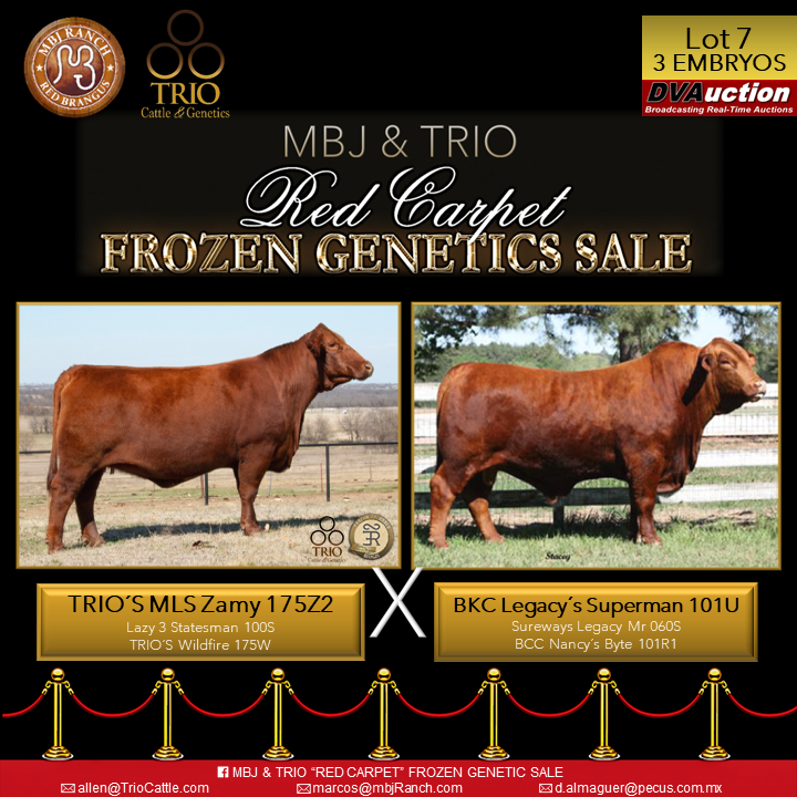TRIO Cattle & Genetics - LOT 7 -3 EMBRYOS- TRIO´S MLS ZAMY 175Z2 X BKC ...