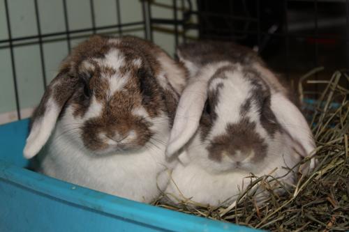 Meet Garnet & Peridot!... - Long Island Rabbit Rescue Group