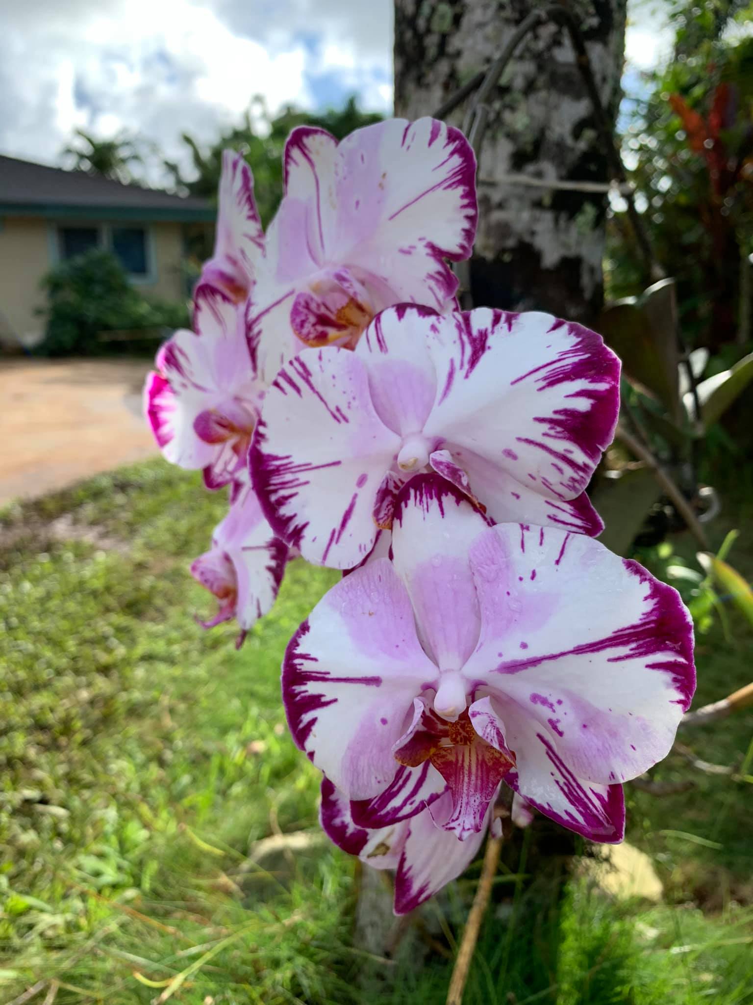 フラワースワッグ ✴︎✴︎✴︎ホワイトローズ　アーティフィシャルフラワー Wailua Homesteads beautiful flowers