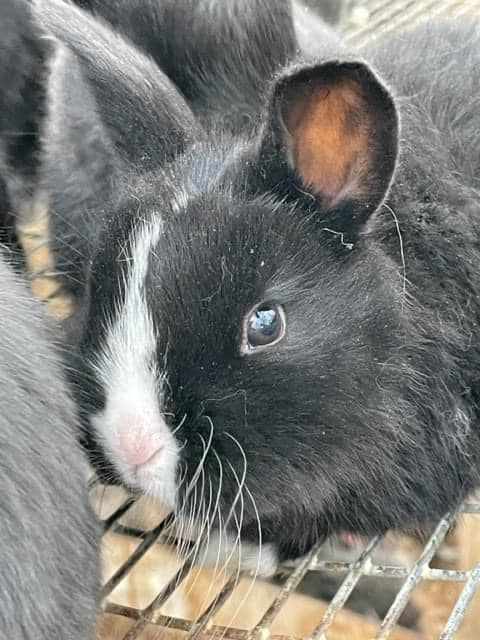 Polyface Farm - Excited to announce that spring has sprung... | Facebook