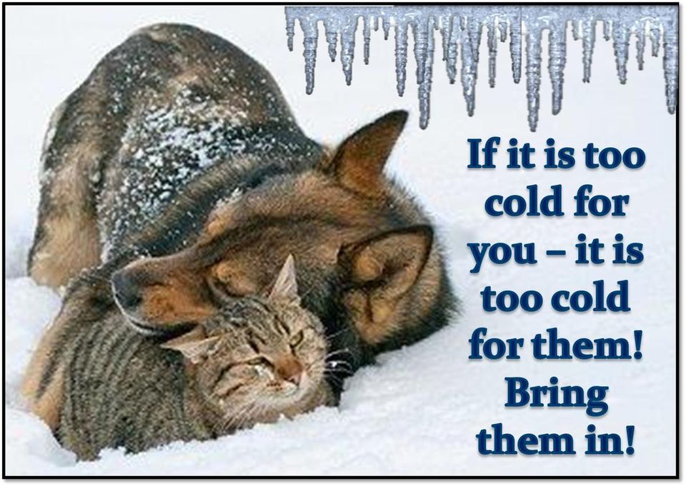 🥶 BRRRRR 🥶 Are you cold? So... - Lakes Animal Friendship | Facebook