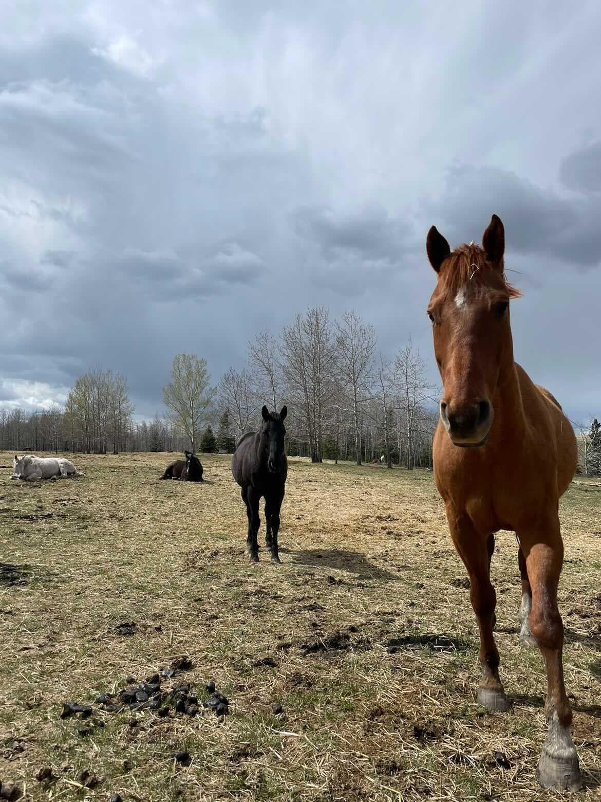 Happy Friday from the ranch! While... - Banff Trail Riders