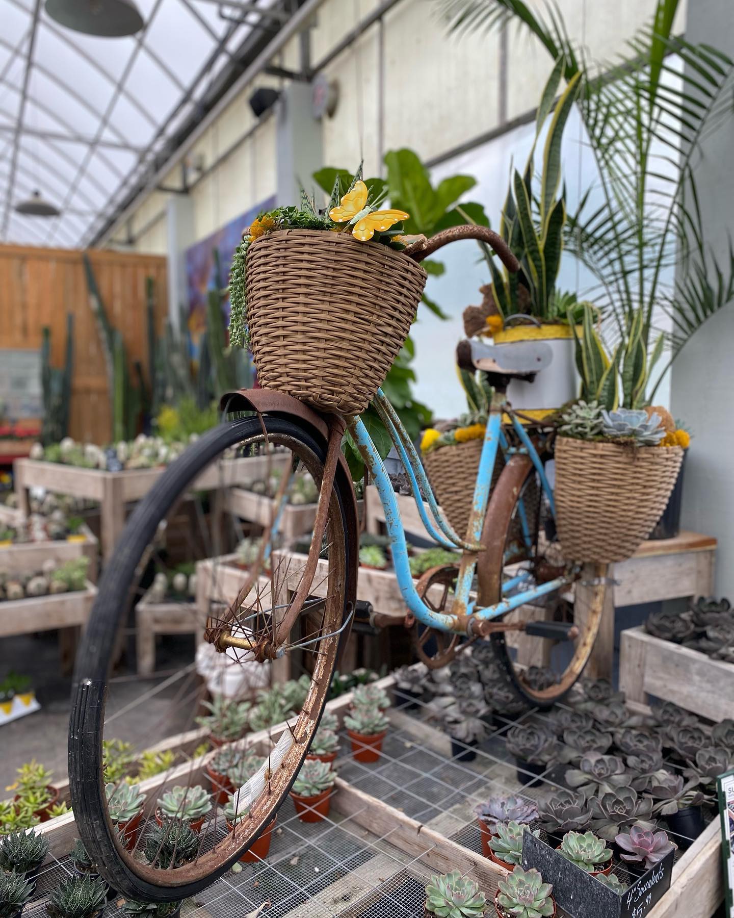 New Display Alert 🚨🚲 Our... - The Watering Can Flower Market