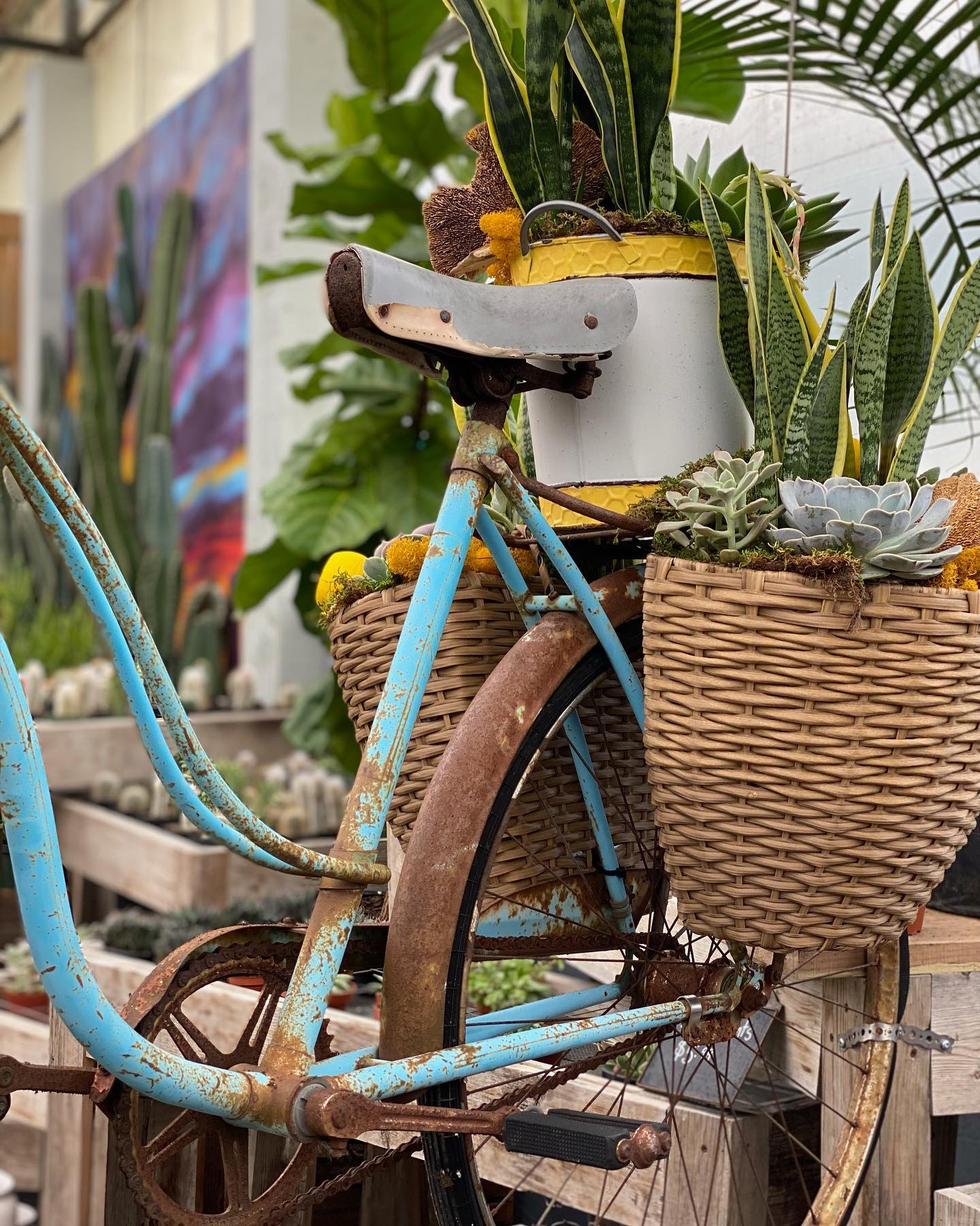 New Display Alert 🚨🚲 Our... - The Watering Can Flower Market | Facebook