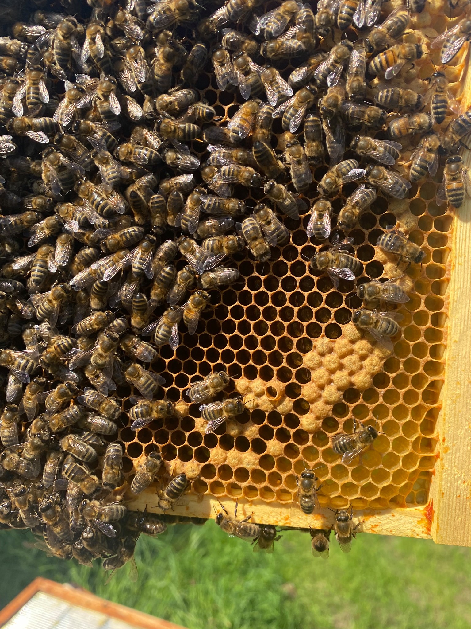 🐝 ROCKINGHAM CASTLE BEES 🐝 Our... - Rockingham Castle