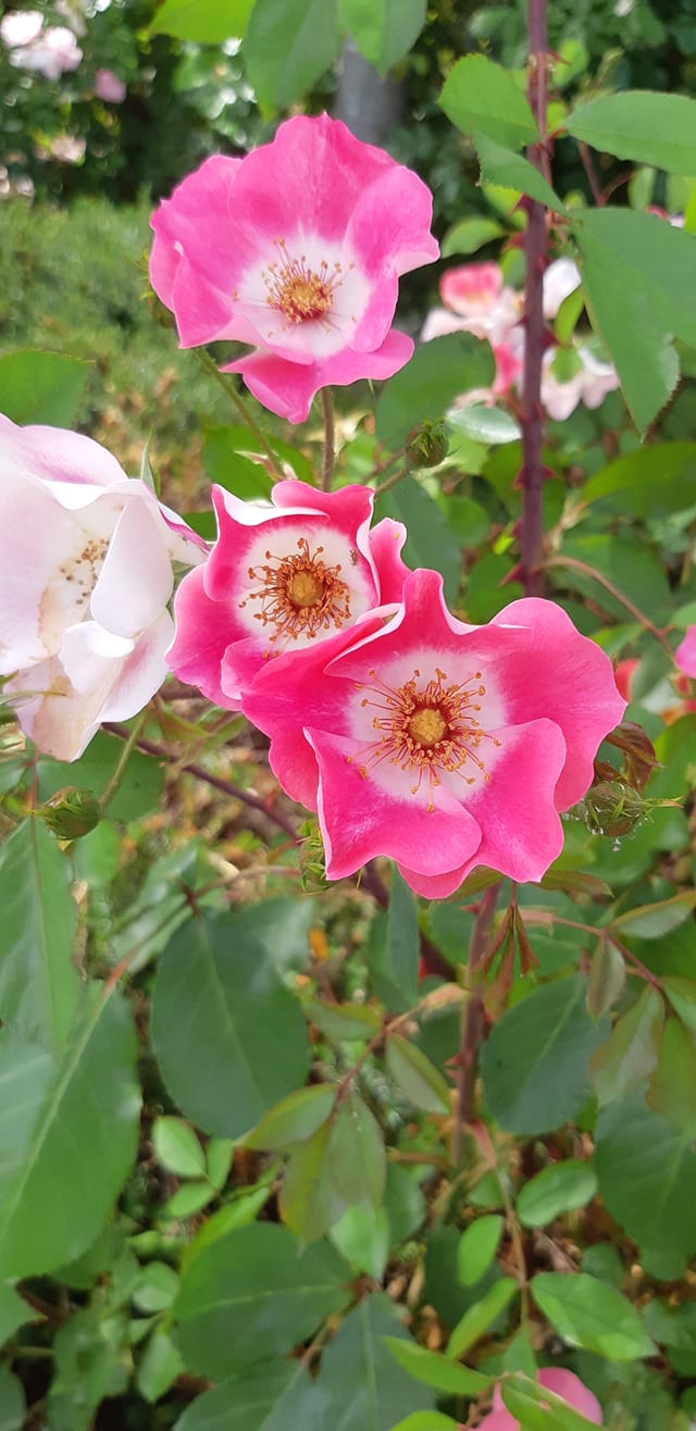 バラの大百科‼️ 英語版 THE ENGLISH ROSES 新イングリッシュローズ