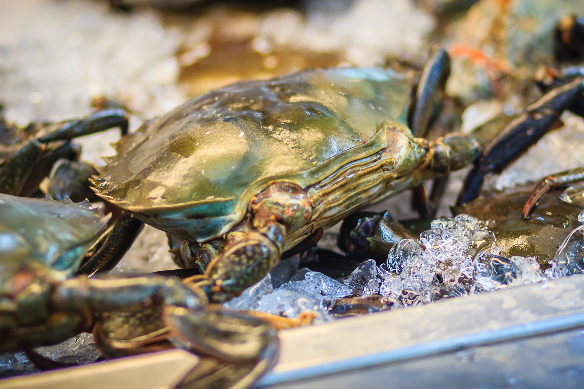 Union - Drop by our seafood counter for soft shell crabs while the ...