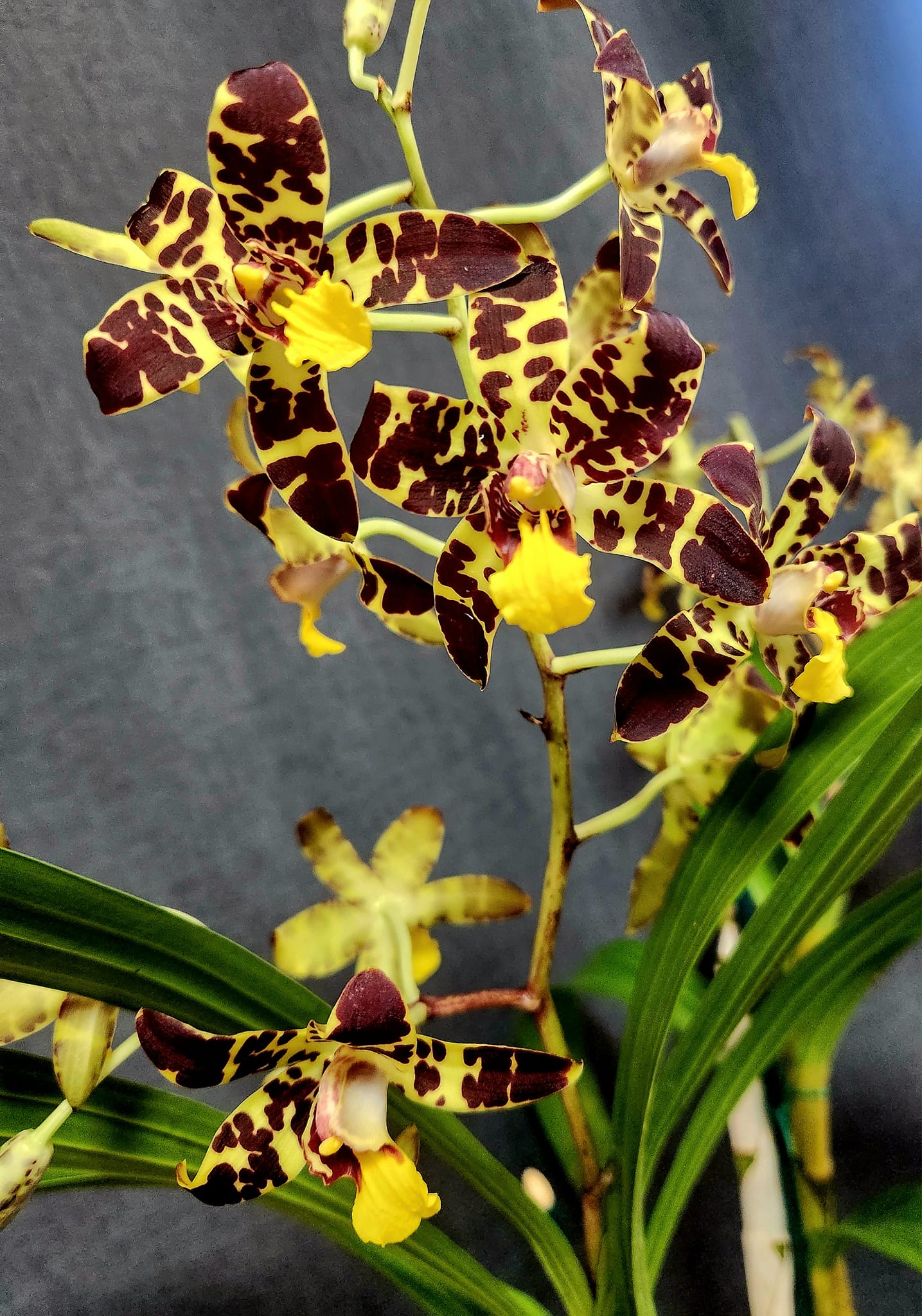 Ansellia africana orchid care and potting