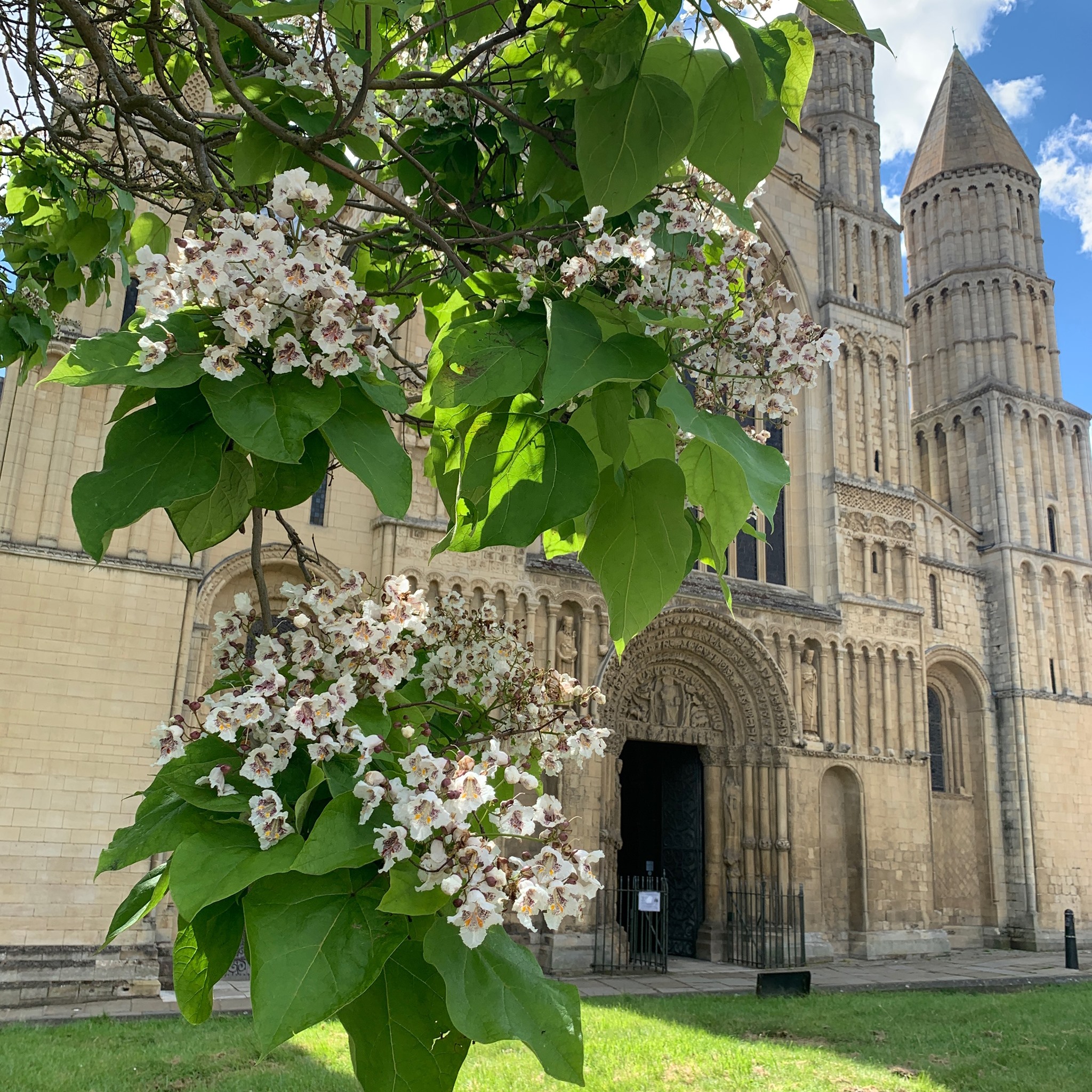 The Catalpa is in bloom - cameras out... - Visit Rochester UK | Facebook