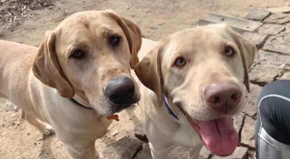 INCOMING! Please welcome Boodi... - Lab Rescue OK, Inc. | Facebook